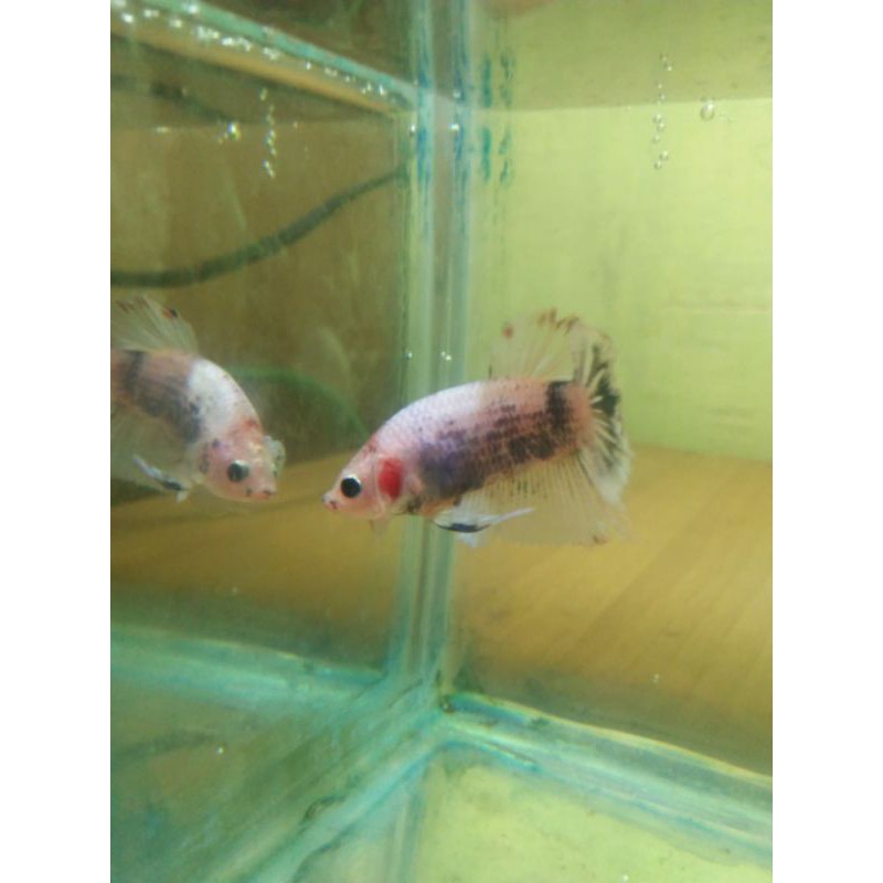 PROMO ANAKAN CUPANG FANCY CELLO/BESGEL BETINA/JANTAN