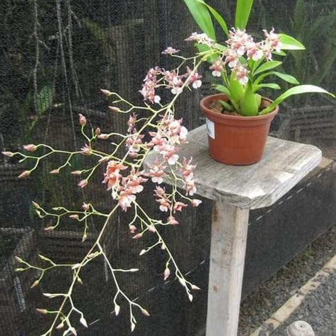 Ready...Ready...Ready Anggrek Oncidium Rosy Sunset