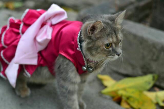 Dress satin pink fanta untuk kucing &amp; anjing /Jual Baju Kucing Terlengkap &amp; Berkualitas size S-XL