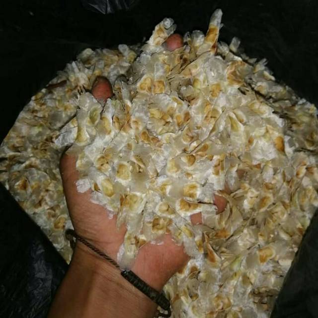 Benih biji bunga tabebuya rosea