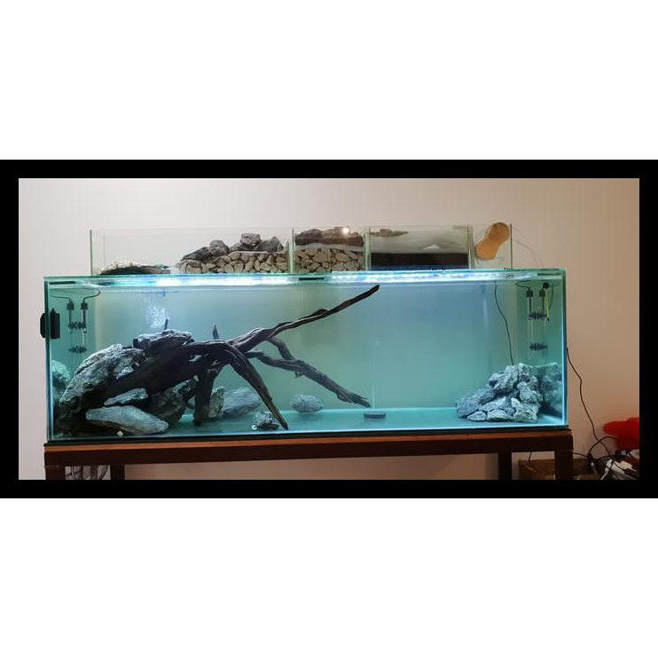 94 Dekorasi Aquarium Ikan Predator HD