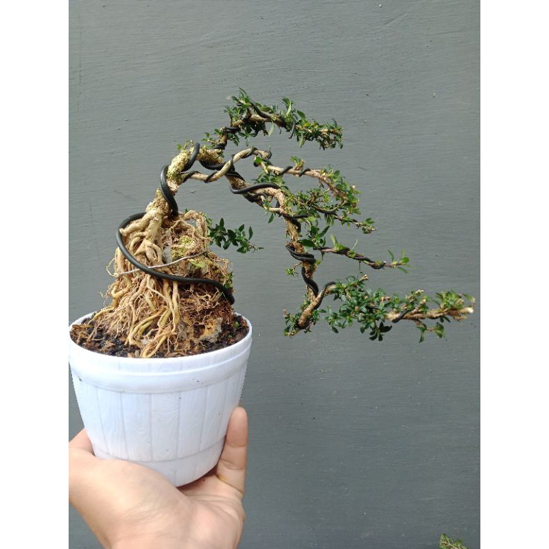 bonsai mame serbin mikro on the rock