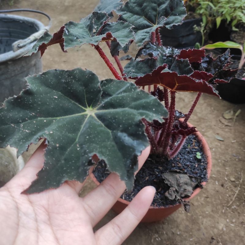 Begonia black velvet red velvet PROMO ukuran dewasa begonia daun bintang hitam begonia bintang
