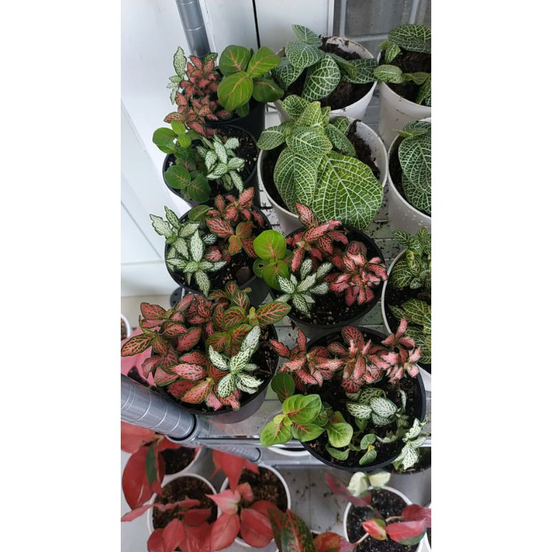 fittonia import Mix