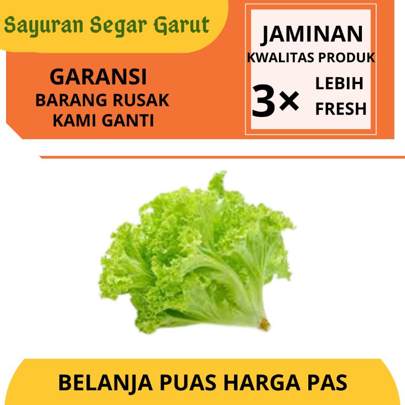 

Selada Bokor Lettuce Iceberg by Sayuran Segar Garut