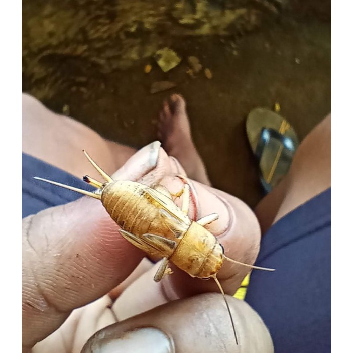 COD TELUR JANGKRIK MADU. TELUR JANGKRIK MADU KARET.95% kuning