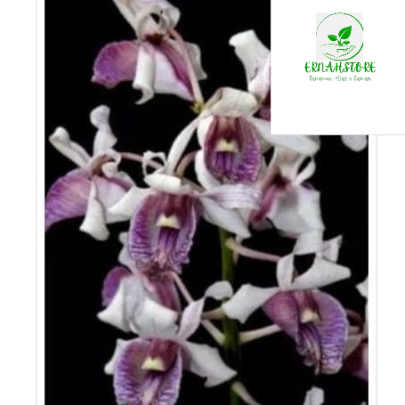 tanaman hias anggrek dendrobium nindi-anggrek dendro nindi