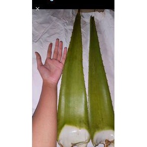 

PELEPAH LIDAH BUAYA JUMBO ORGANIK GRADE B 500 GR BELI 5 FREE 1