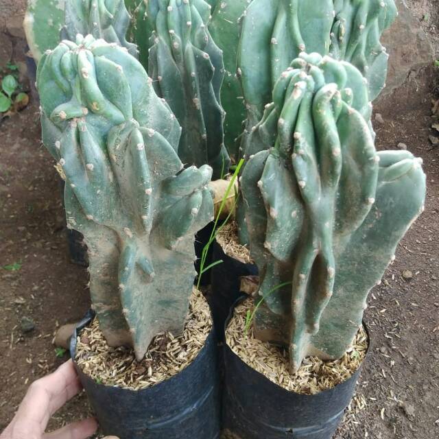 Tanaman hias kaktus lilin - pohon kaktus