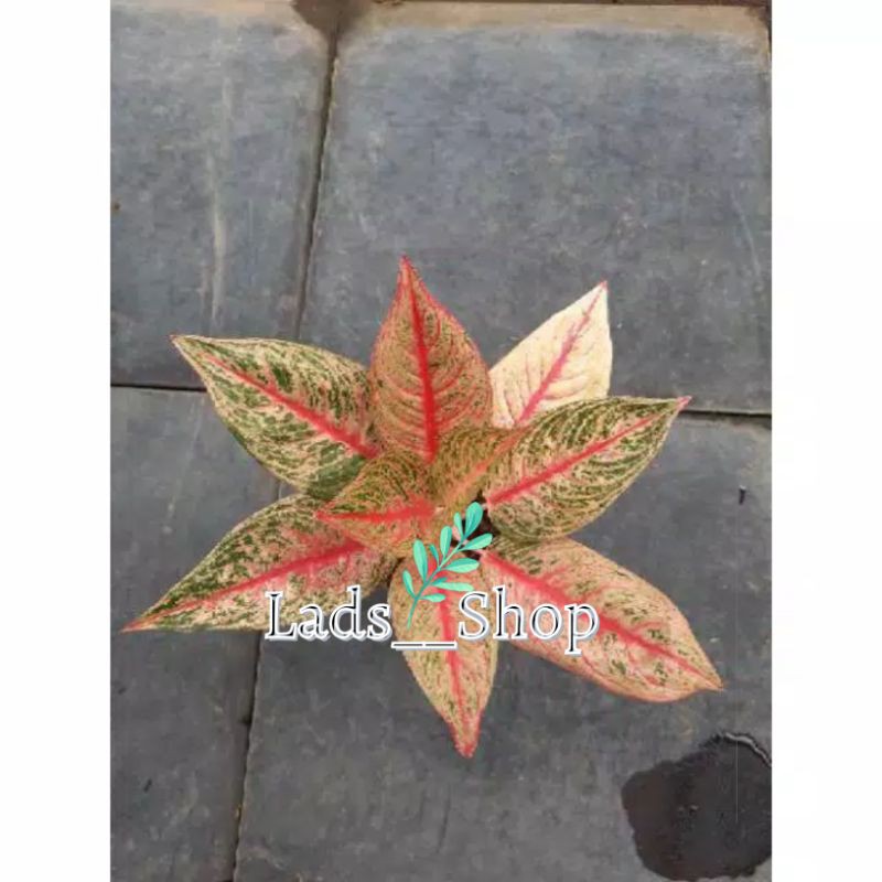 Tanaman Hias Aglonema Red Legacy-Aglonema Legacy