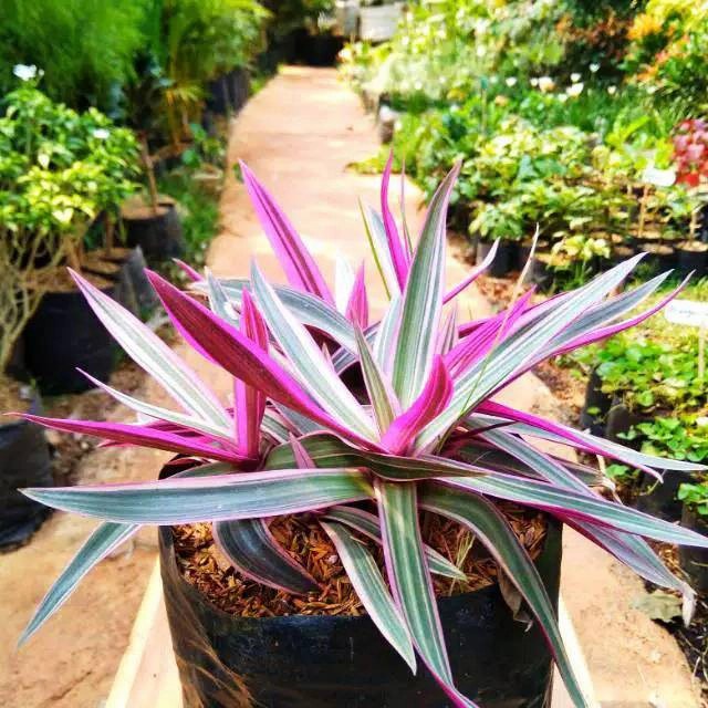 Tanaman Hias adam hawa varigata - adam hawa varigata .