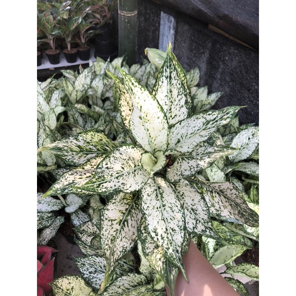 Aglaonema Snow White