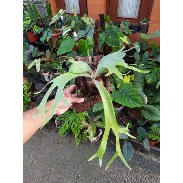 Platycerium Willinckii