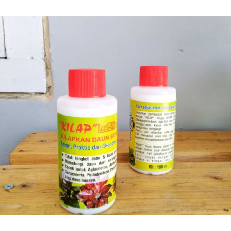 Kilap Daun atau Pengkilap Daun Aglonema dan tanaman hias