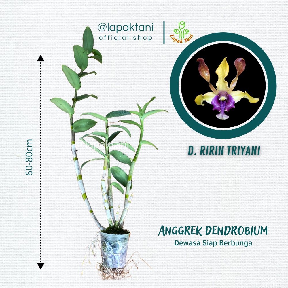 Anggrek Dendrobium Ririn Triyani silangan Dendrobium Tiffany Lindsay × Dendrobium violaceoflavens