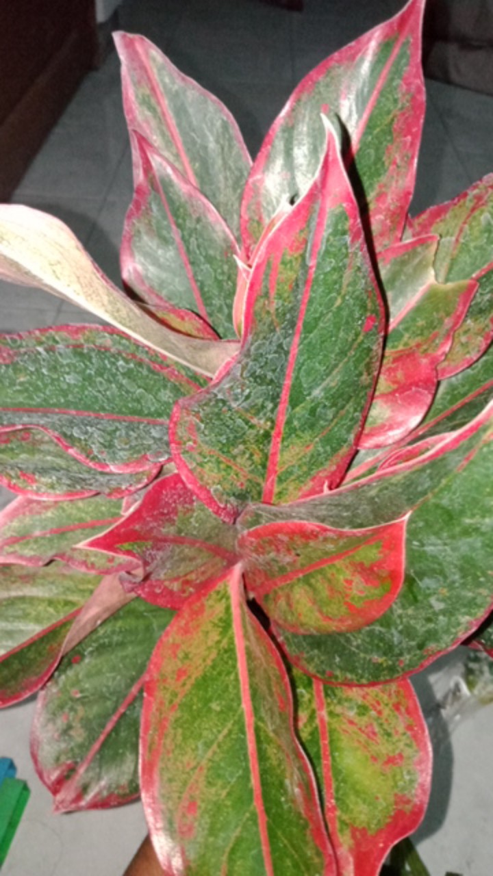 Tanaman Hias Aglonema Red Aurora / Aurora Merah / Siam Aurora