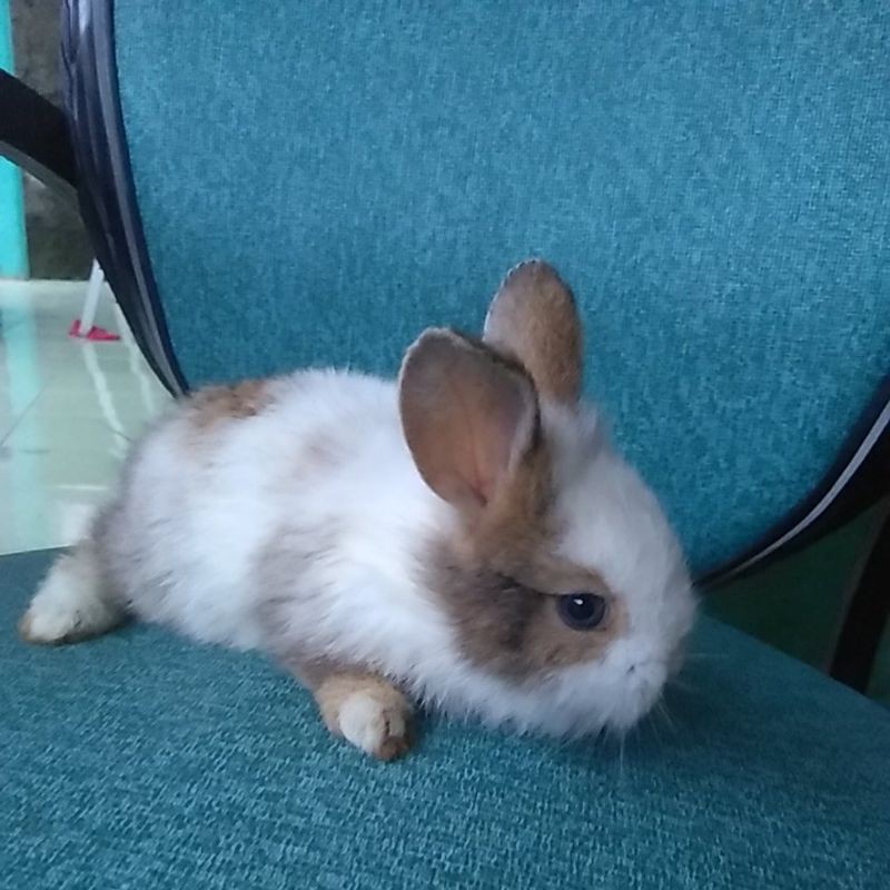 anakan kelinci topeng