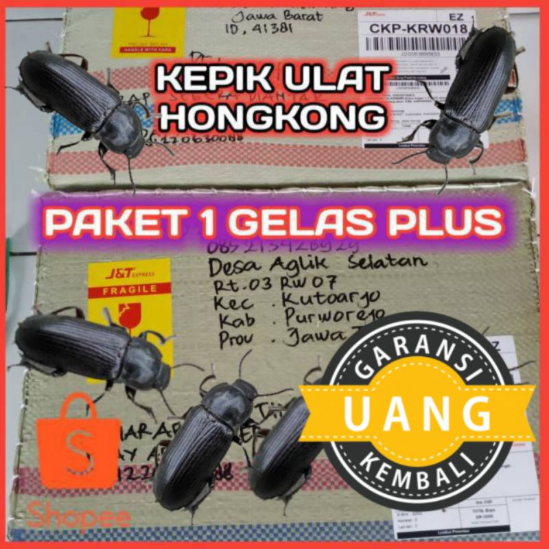 KEPIK ULAT HONGKONG KUMBANG ULAT HONGKONG BIBIT ULAT HONGKONG SIAP BERTELUR NOT KEPIK ULAT KANDANG N