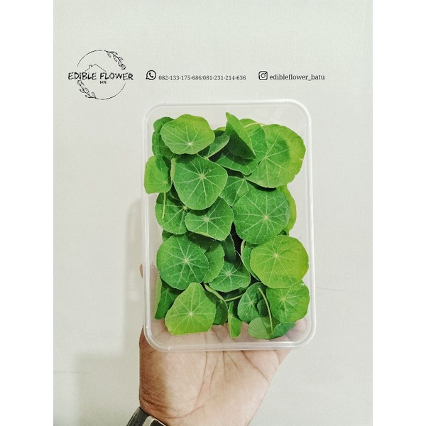 

Edible flower nastortium/red panama/pegagan