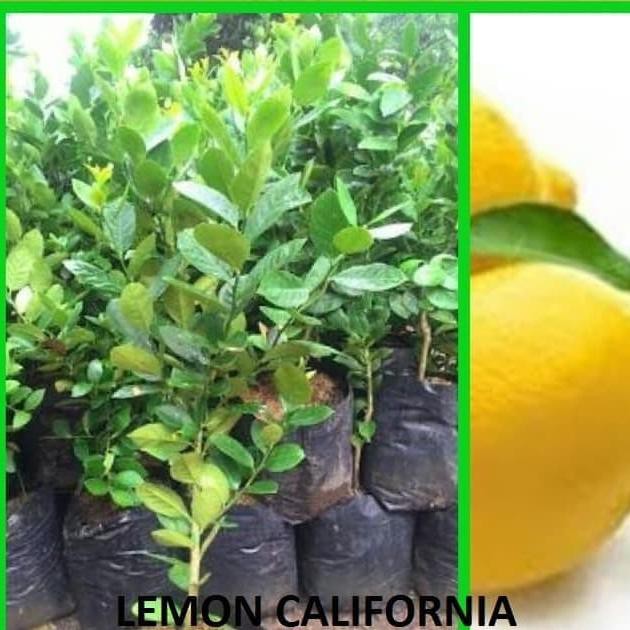 bibit jeruk lemon jumbo