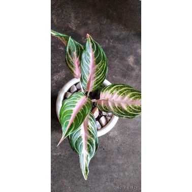 aglonema pink sunset, venus white