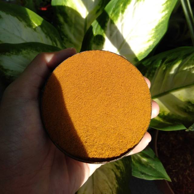 Scrub kayu bangkal