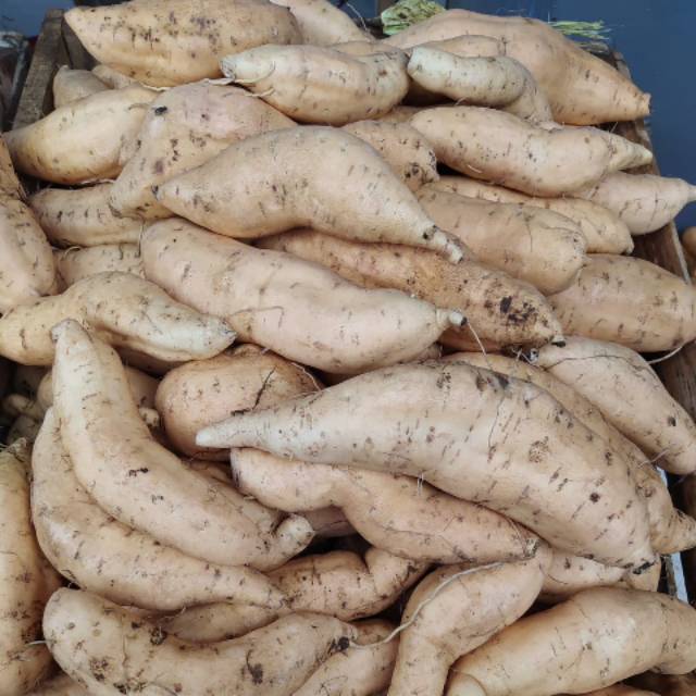 

Ubi cilembu 1 kg