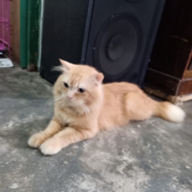 windridarmawan