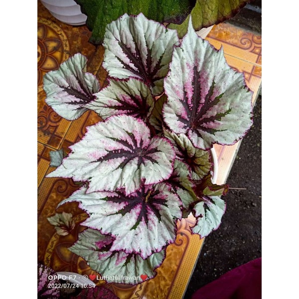 indukan begonia evening glow murah rimbun