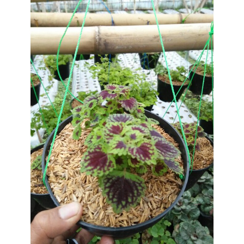 tanaman hias gantung jawer kotok