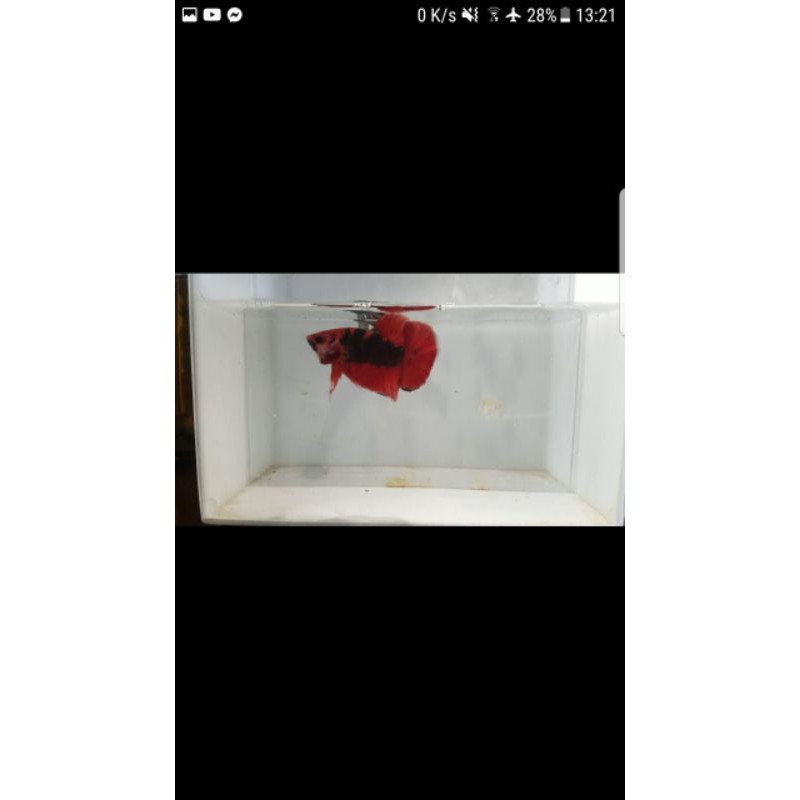 ikan cupang hellboy
