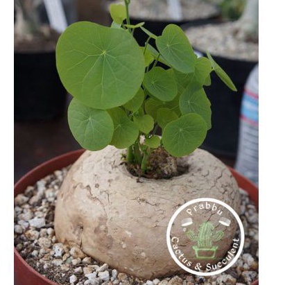 tanaman hias stephania venosa medium pot 10 - 15 cm