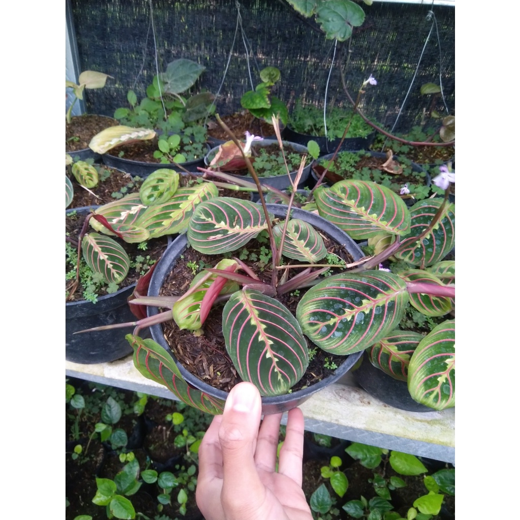 Calathea Kepiting / Calathea Marantha Leuconeura Kepiting tanaman hias