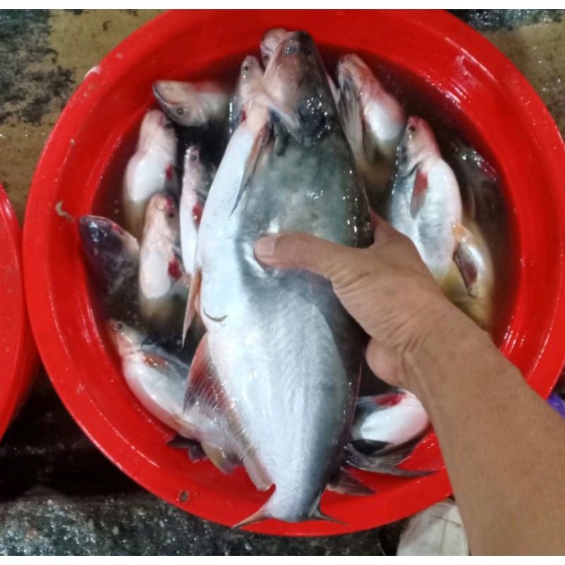 

Ikan Patin Fresh 1kg