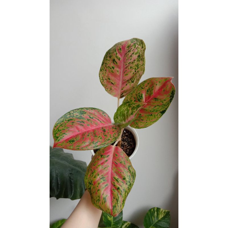 Aglonema Big Papa Mutasi