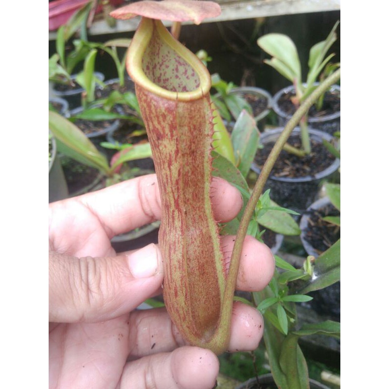 nepenthes spatulata x boschiana