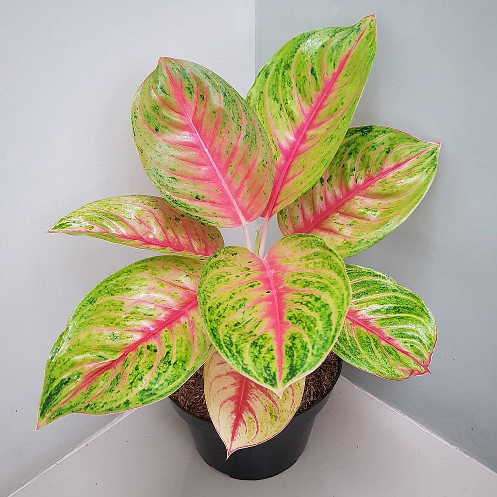 SALE Bonggolan Aglonema Andini Petani Aglonema Petani Aglonema2...