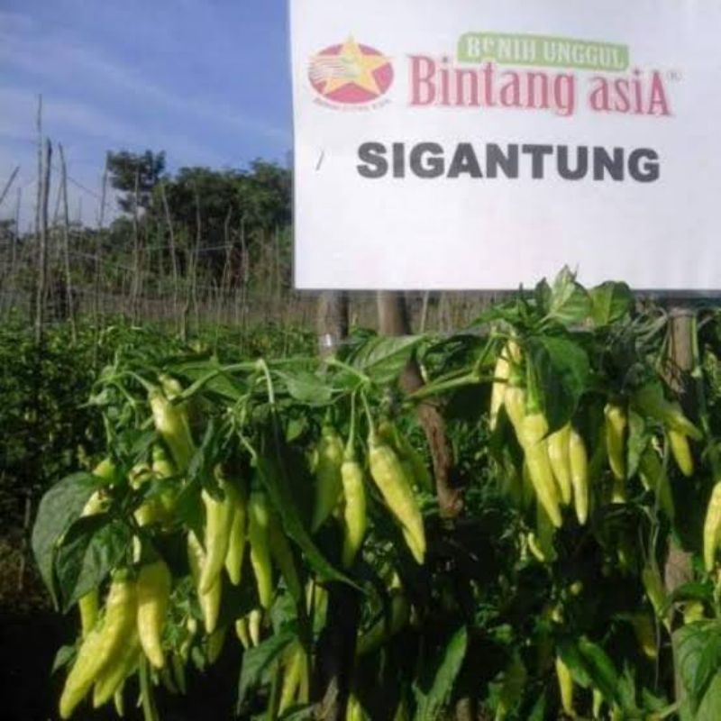 20Biji-Benih Bibit Cabe Rawit Setan Merunduk Sigantung Benih Cabai Sigantung