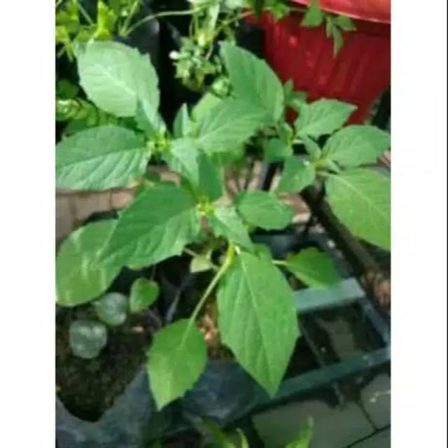 Bibit pohon cecendet ceplukan