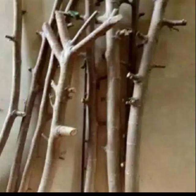 Batang serut untuk stek bonsai / taman.