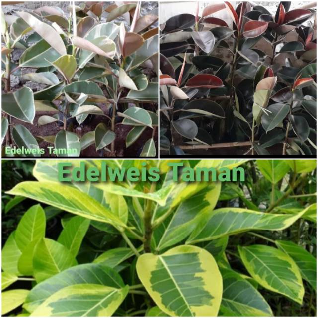 Jual Paket 3 Jenis Tanaman Karet Kebo Ficus Elastica Indonesia Shopee Indonesia