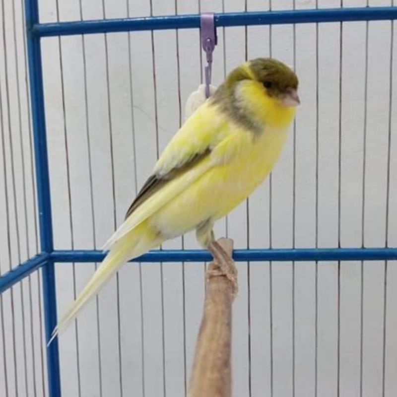 burung kenari bahan bon kuning jantan riwikan tinggal nunggu gacor