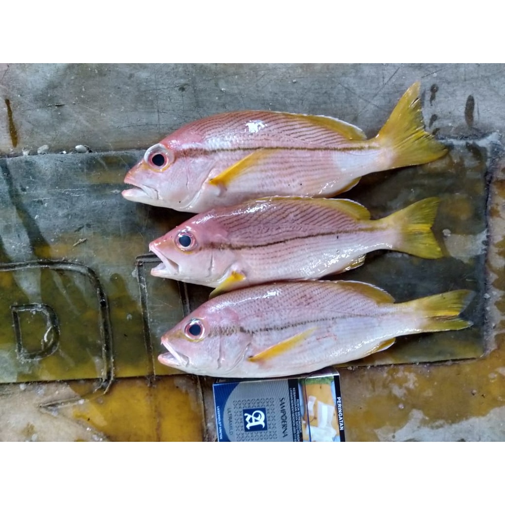 

Ikan Kuniran Segar Ikan Kuniran 1Kg Ikan Laut Segar