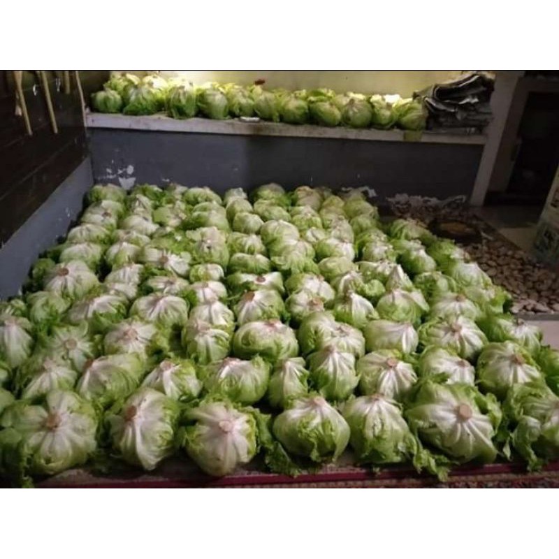 Letuce 1kg