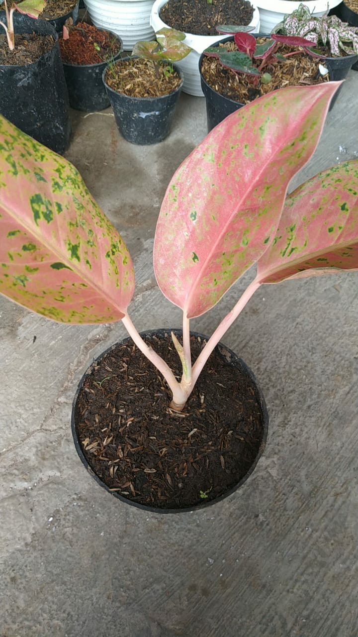 Tanaman Hias Aglonema Red Anja / Red Anjamani / Red Aglonema