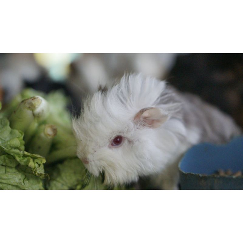 Marmut Hias (Guinea Pig/Tikus Belanda) bukan Marmut Lokal