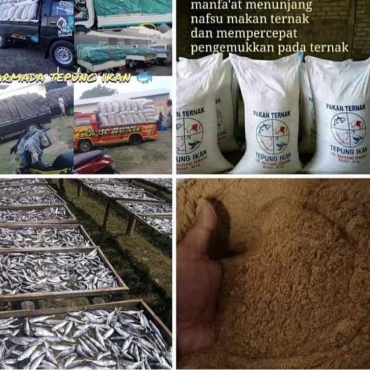 

Model Terkini Tepung Ikan Murni 1 kg Asli Original / tepung ikan pakan ternak / tepung ikan protein