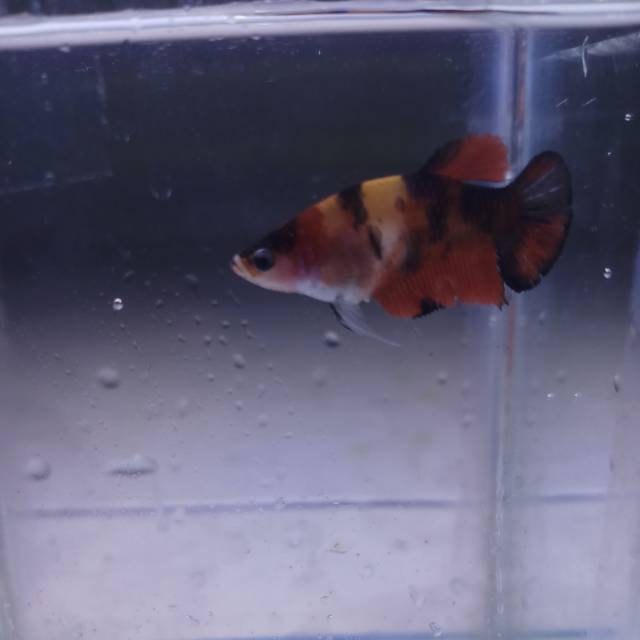 

Betta cupang