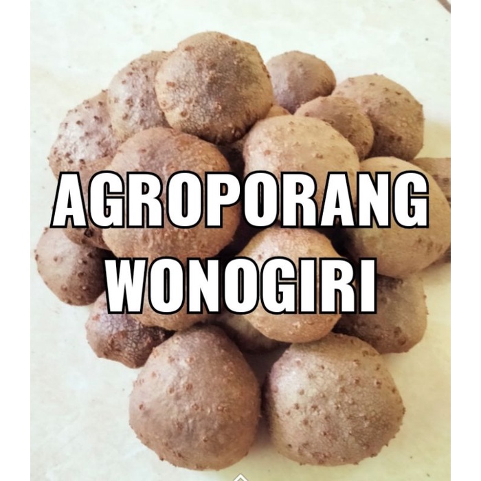 BIBIT PORANG KATAK SUPER ASLI DORMAN 200 biji - 700 biji