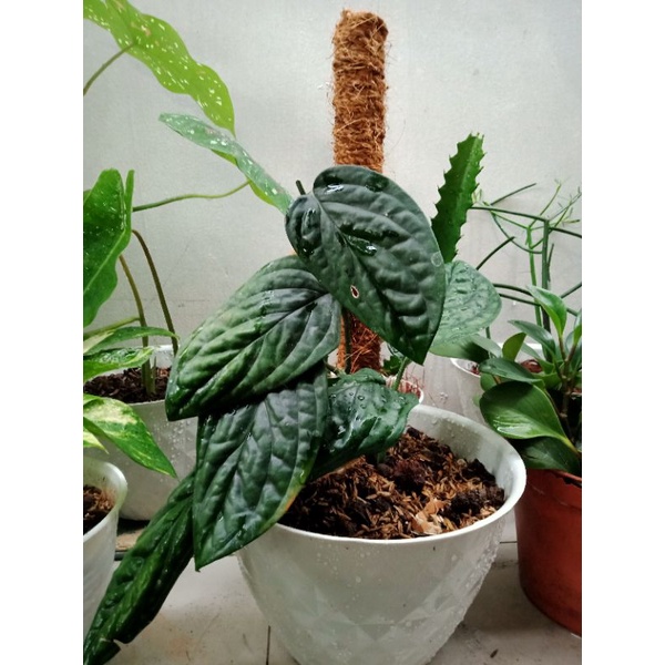 HB Monstera Peru (Sirih Badak)